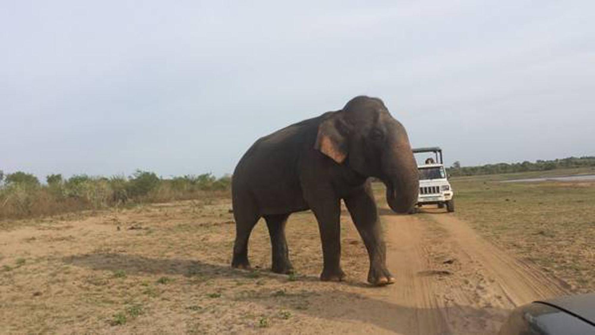 A4 Villas Udawalawe Buitenkant foto